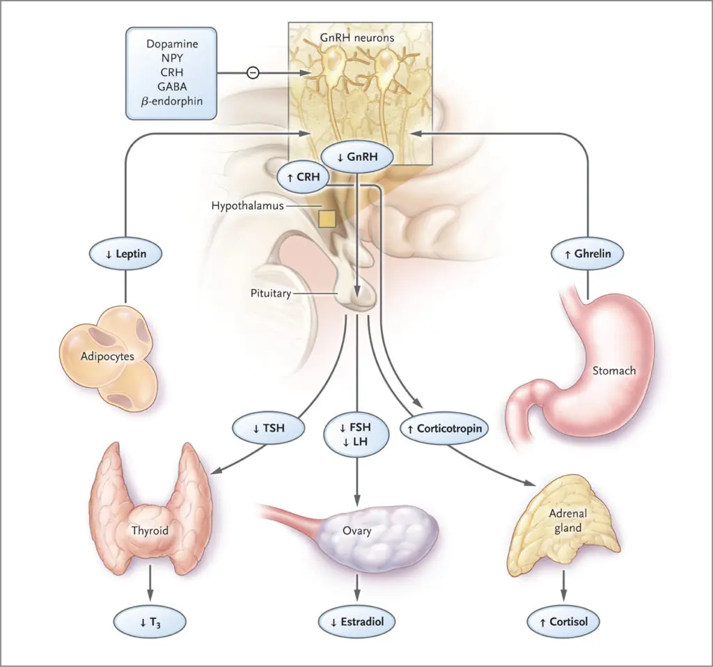 hypothalamus gonadal axis disruption in HA